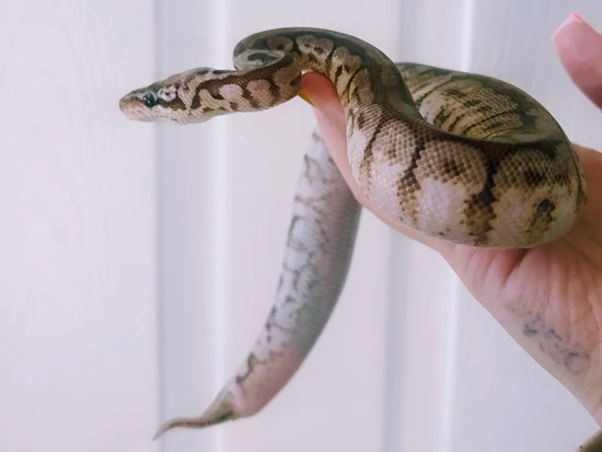 Green Pastel Pewterbee Ball Python by Morningstar Reptiles and Exotics