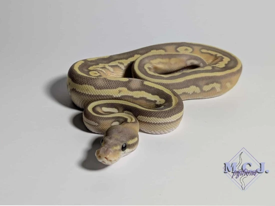 Banana, Blackhead, Mojave, Yellow Belly, 50%het Pied Ball Python by Mcj ...