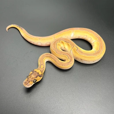 Mojave Enchi Blade Clown