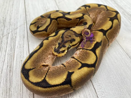 Spider Ball Python by Paige's Pythons