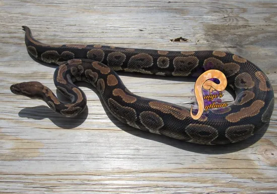Mahogany Proven Breeder Ball Python by Paige's Pythons