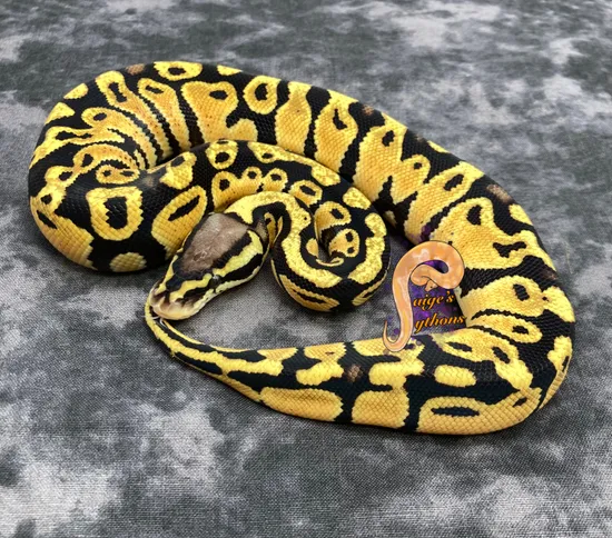 Pastel Het Clown Ball Python by Paige's Pythons