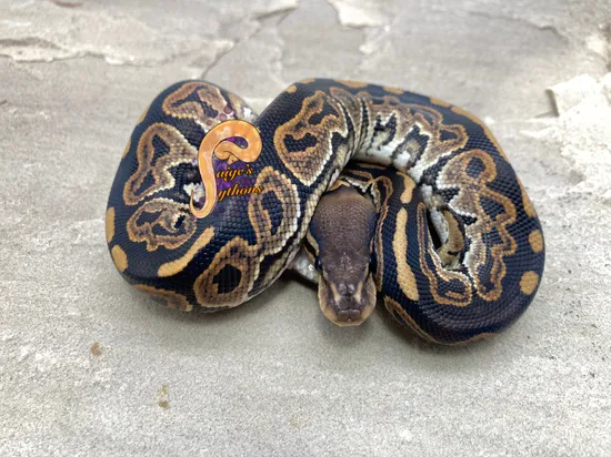 Black Pastel 💯 Het Hypo Ball Python by Paige's Pythons