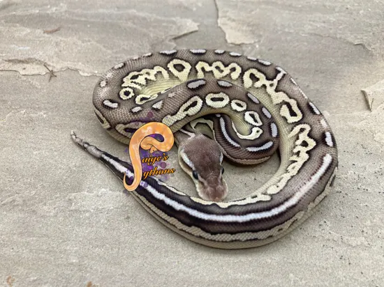 Black Pastel Or Cinnamon Butter Pastel 💯 Het Hypo Ball Python by Paige ...