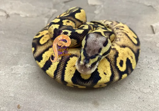 Pastel Yellow Belly 💯 Het Clown Ball Python by Paige's Pythons