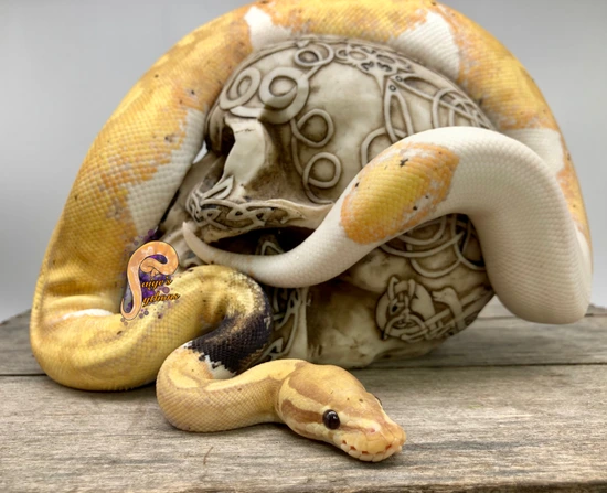 Paradox Banana Pied Ball Python by Paige's Pythons
