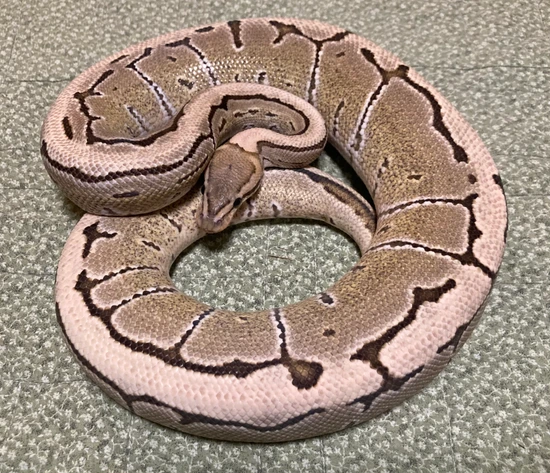 Pinstripe Desert Ghost Ball Python by Paige's Pythons