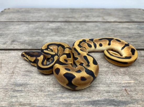 Enchi Leopard Possible Orange Dream Ball Python by Paige's Pythons