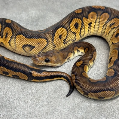Black Pastel Clown Het Pied