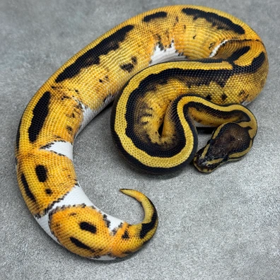 Pied Het Clown Het Desert Ghost