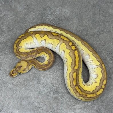 Lesser Clown Het Pied