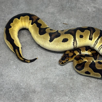 Orange Dream Clown Het Desert Ghost 66% Het Pied