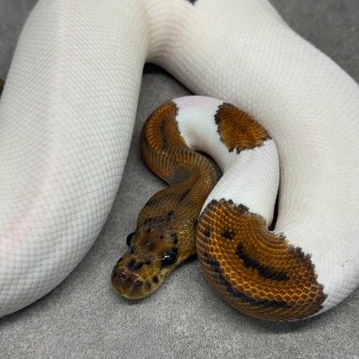 Black Pastel Clown Pied Het Desert Ghost