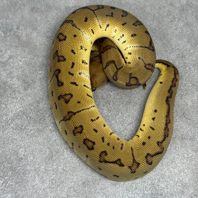 Pinstripe Clown Het Desert Ghost 50% Het Pied