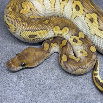 Mahogany Lesser Clown