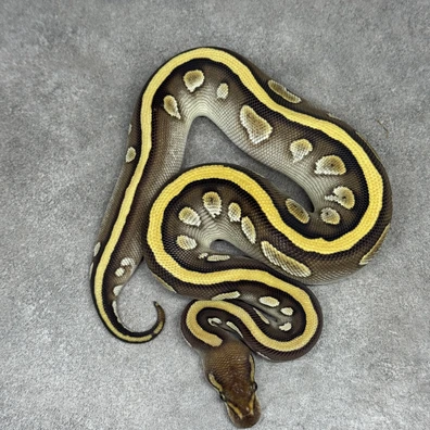 Mahogany Lesser Het Clown