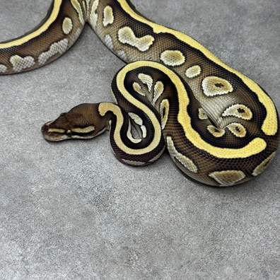 Mahogany Lesser Het Clown