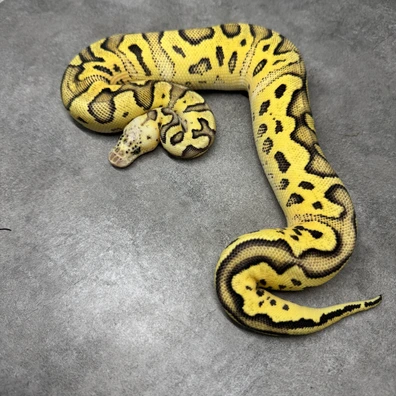 Fire Clown Pastel Het Desert Ghost Het Pied