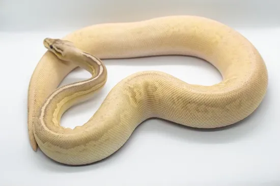 Black Pewter Orange Dream Lesser Fire Ball Python by Morphaholics Anonymous