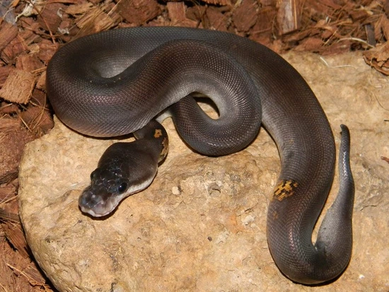 8 Ft Ball Python 8 Ball Ball Python by Mark Petros Reptiles