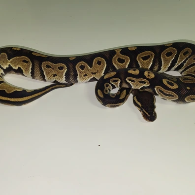 Black Head 100% DH Ultramel Clown Ball Python - male for sale from Markus Albrecht