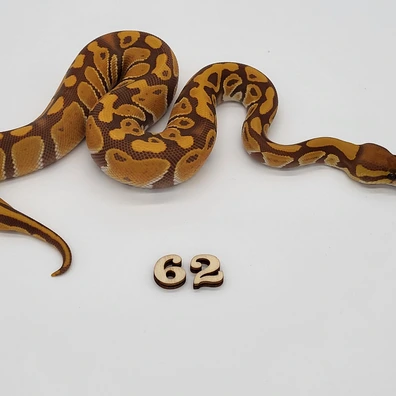 Ultramel Het Clown Ball Python - female for sale from Markus Albrecht