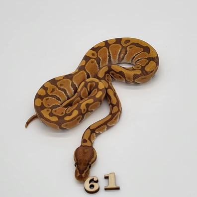 Ultramel Het Clown Ball Python - female for sale from Markus Albrecht