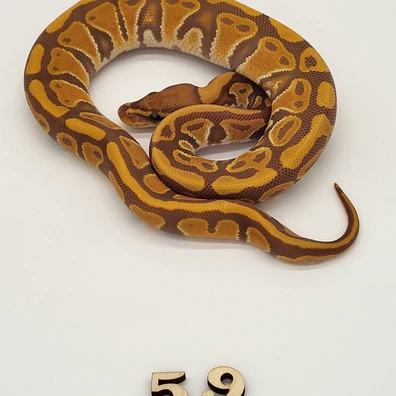 Ultramel Het Clown Ball Python - female for sale from Markus Albrecht