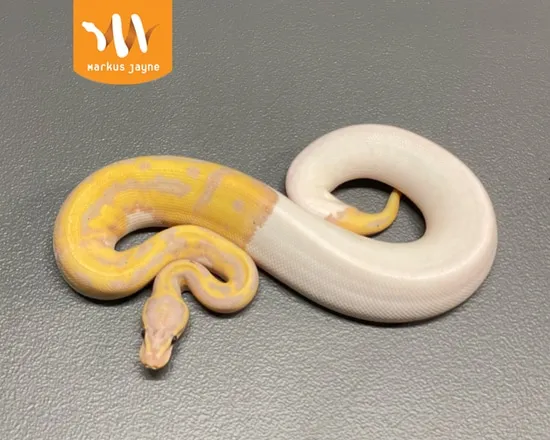 Banana Java Piebald Ball Python by Markus Jayne Ball Pythons