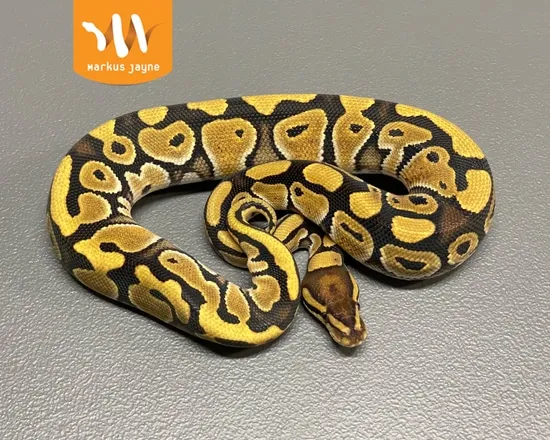 Russo Het Clown Ball Python by Markus Jayne Ball Pythons