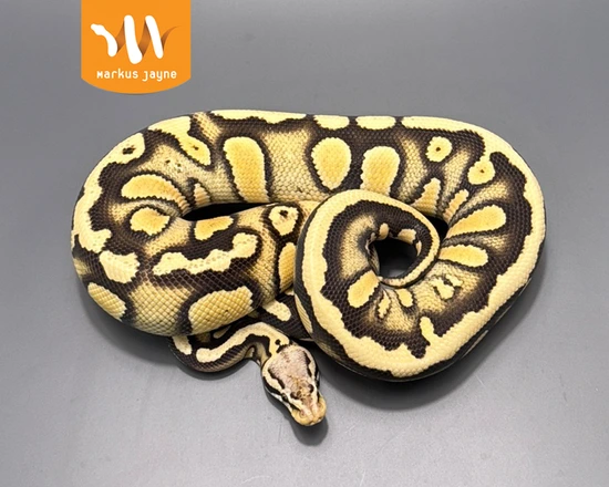 Desert Ghost Enchi Pastel Stranger Het Cryptic Ball Python by Markus ...