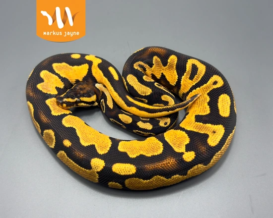 Java Orange Dream Scrambler 66 Poss Het Lavender 66 Poss Het Piebald ...