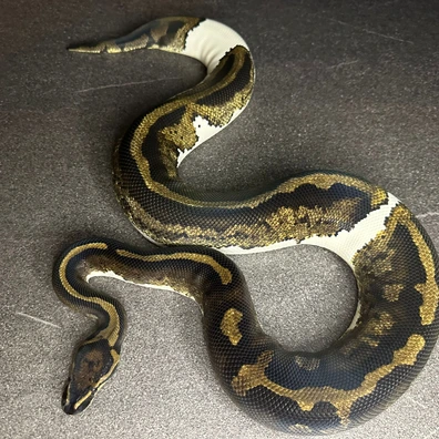 Piebald Ball Python - female for sale from Re-Ma Exotic´s