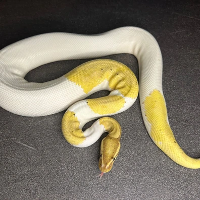 1.1 Banana Pied Group *Hamm Special* Ball Python - unknown for sale from Re-Ma Exotic´s