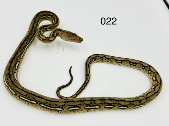 Kalatoah Tiger Reticulated Python 50% Kalatoa Tiger, Het Anery, 66% Het Purple Albino Reticulated Python ...