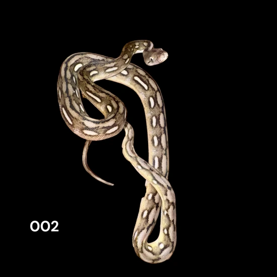 50% Kalatoa Super Dwarf Tiger Anery, 66% Het Purple Albino Reticulated ...