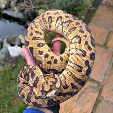 Clown Group UK Only Auction