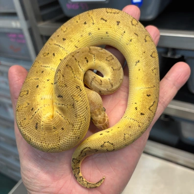 Female Clown Het Ultramel Group