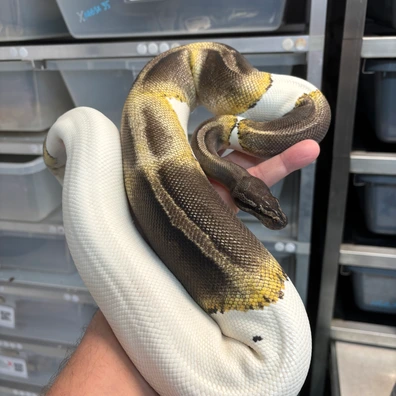 Adult Female Group Ball Python - female for sale from New Gene Balls