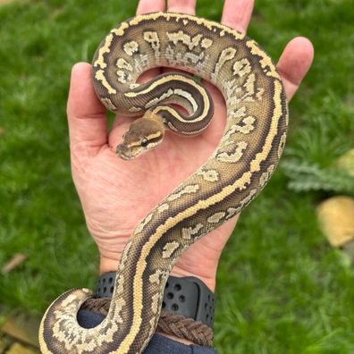 Mojave Nanny Het Pied Ball Python - male for sale from New Gene Balls