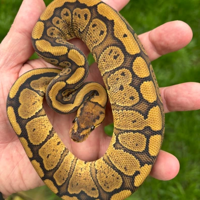 Super Red Stripe Het Clown Pos YB Ball Python - female for sale from New Gene Balls