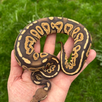 Worlds First Cinnamn YB Dark Sun/Nova 66%pos Het Pied Ball Python - male for sale from New Gene Balls