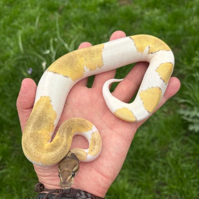 Mojave Enchi Black Head Or Mahogany Pied Pos Het Hypo Ball Python - male for sale from New Gene Balls