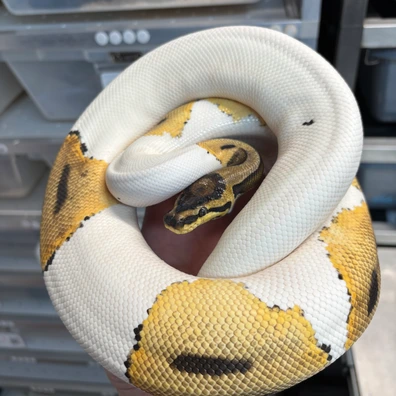 OD YB Pastel Pied 66% Het Clown Ball Python - female for sale from New Gene Balls