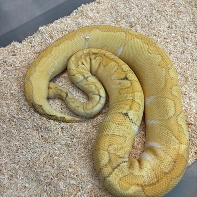 GHI Enchi Lesser Pastel Clown Ball Python - female for sale from New Gene Balls