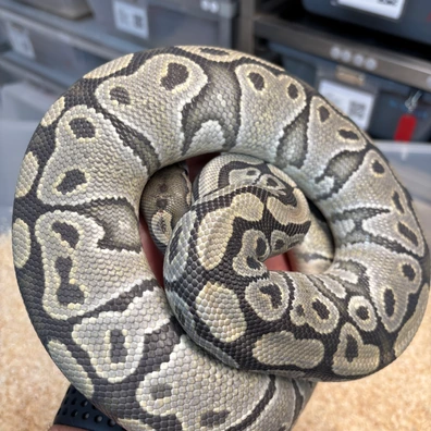 Hypo Het DG Ball Python - female for sale from New Gene Balls