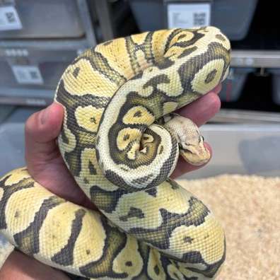Vanilla Pastel Hypo Het DG Ball Python - female for sale from New Gene Balls