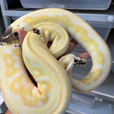 Black Head Het Red Axanthic Albino Paradox Ball Python - female for sale from New Gene Balls