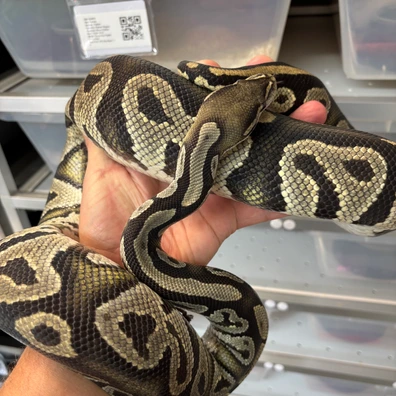 Black Head Hypo Het Cryptic Ball Python - female for sale from New Gene Balls