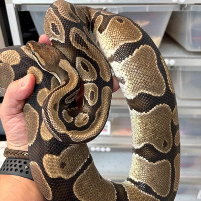 Gene X TH Hypo DG Pied Ball Python - female for sale from New Gene Balls